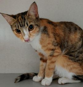 https://www.townsville.qld.gov.au/__data/assets/image/0024/343518/A70915-cat.jpg