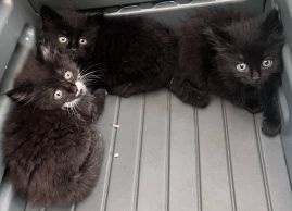 https://www.townsville.qld.gov.au/__data/assets/image/0024/343545/A70912-A70914-cats.jpeg