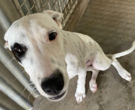 https://www.townsville.qld.gov.au/__data/assets/image/0024/343635/A69376-dog.jpg