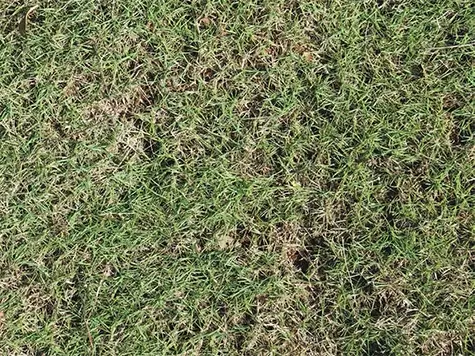 An overhead view of grass