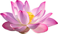 A pink lotus or 'Nelumbo nucifera'.