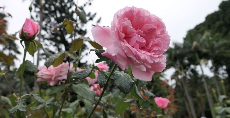 The Queen Elizabeth rose at Queens Gardens Townsville