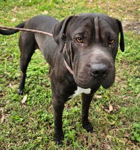 https://www.townsville.qld.gov.au/__data/assets/image/0025/283165/A65872-dog.jpg