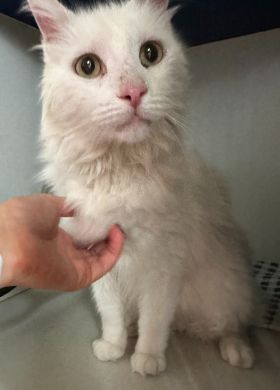 https://www.townsville.qld.gov.au/__data/assets/image/0025/283237/A64933-cat.jpeg
