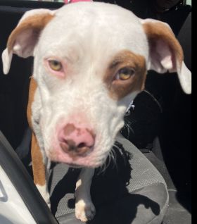https://www.townsville.qld.gov.au/__data/assets/image/0025/290356/A66393-dog.JPG