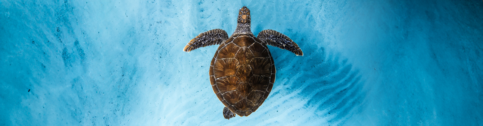 Ocean Film Festival 2026