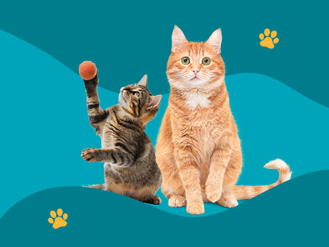 A cat and kitten up for adoption