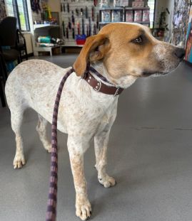 https://www.townsville.qld.gov.au/__data/assets/image/0025/327418/A67677Dog.jpg
