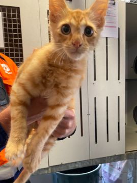 https://www.townsville.qld.gov.au/__data/assets/image/0025/335356/A69785Photo.jpeg