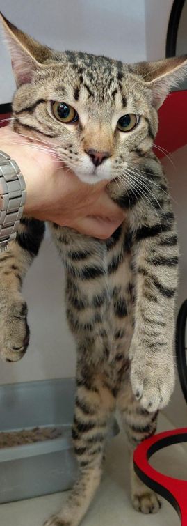 https://www.townsville.qld.gov.au/__data/assets/image/0025/343519/A70916-cat.jpg