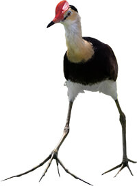 A comb-crested jacana or 'Irediparra gallinacea'.