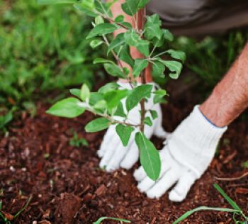 Someone planting a tree
