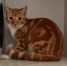 https://www.townsville.qld.gov.au/__data/assets/image/0026/321398/A66649-cat.jpeg