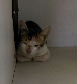 https://www.townsville.qld.gov.au/__data/assets/image/0026/329363/A67829Photo.jpg