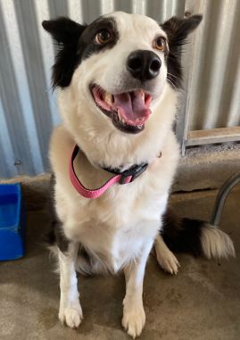 https://www.townsville.qld.gov.au/__data/assets/image/0026/334655/A69779.jpeg