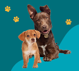 Two dogs