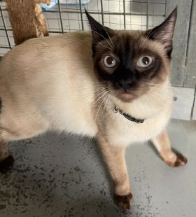 https://www.townsville.qld.gov.au/__data/assets/image/0027/285813/A64993-cat.jpeg