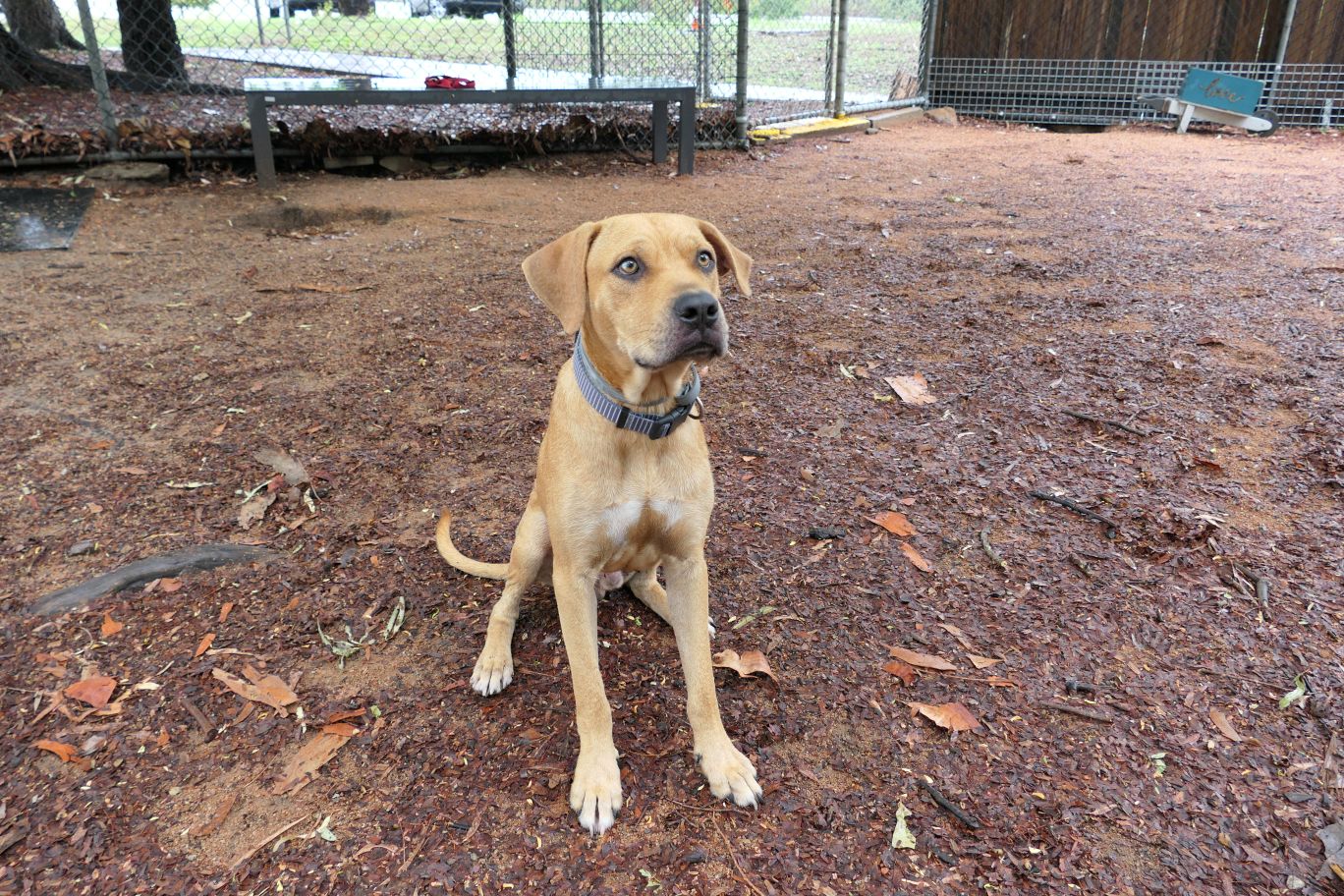 Phoenix is just one dog looking for their fur-ever home as part of this month&rsquo;s sale. 