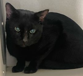 https://www.townsville.qld.gov.au/__data/assets/image/0027/322686/A66668-cat.jpeg
