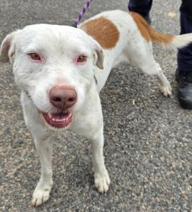 https://www.townsville.qld.gov.au/__data/assets/image/0027/327771/A67681Dog.jpg