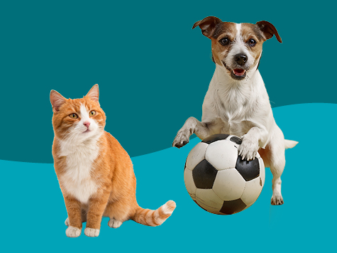 Score your fur-ever sidekick