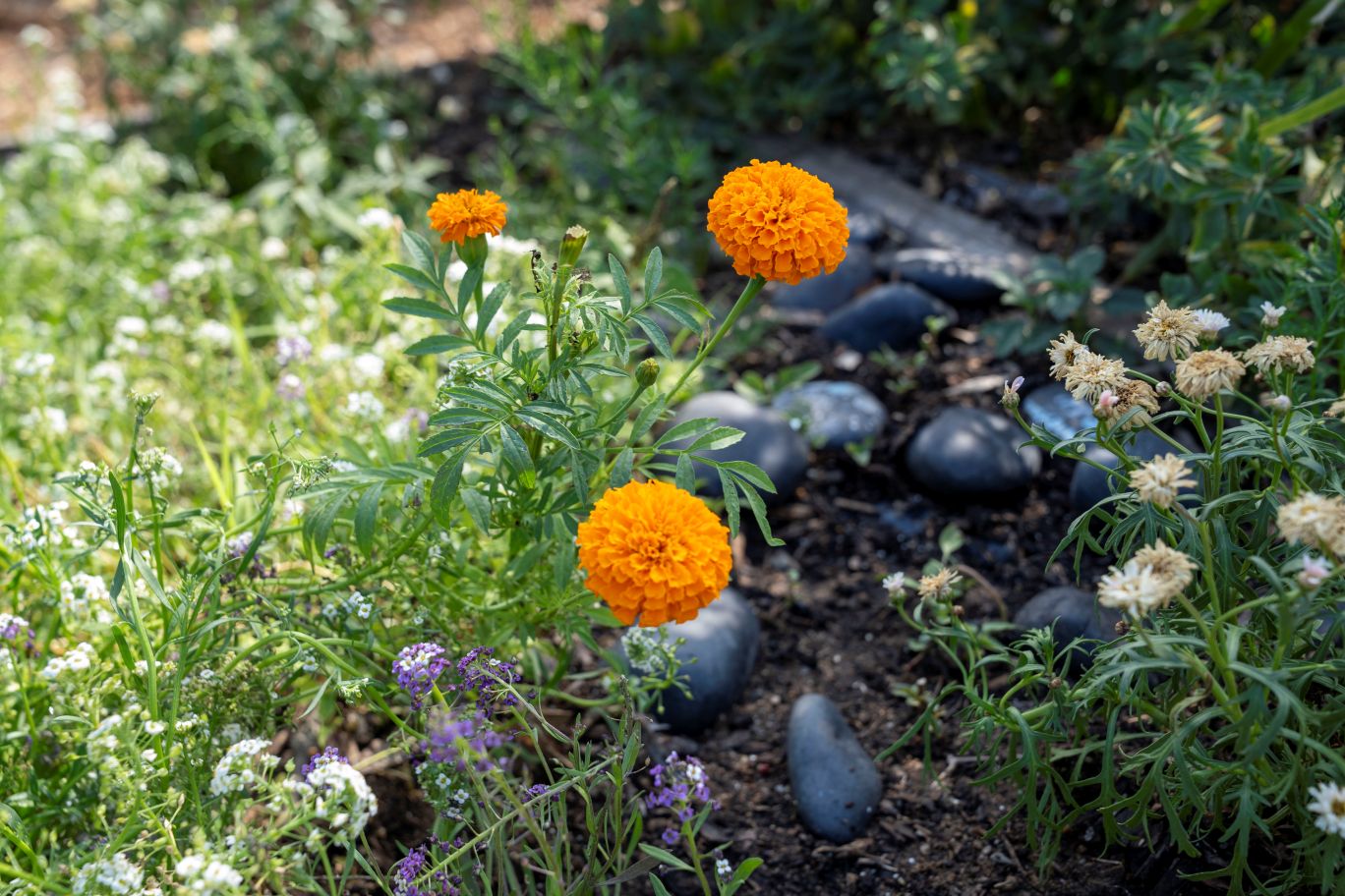 The garden has been attracting pollinators, including blue-banded bees