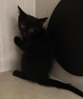 https://www.townsville.qld.gov.au/__data/assets/image/0027/341919/A67125Photo.jpeg
