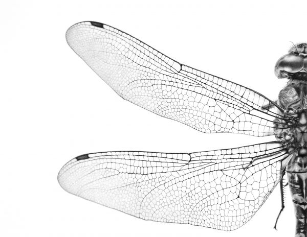 <i>Still</i>, Elissa Sampson