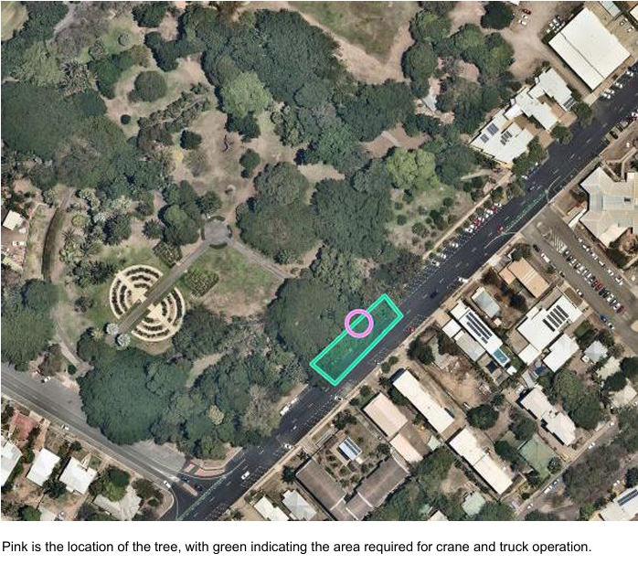 Queens Gardens - Tree removal works