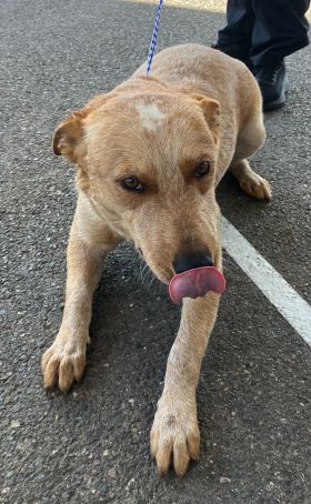 https://www.townsville.qld.gov.au/__data/assets/image/0028/287821/A66613-dog.jpeg
