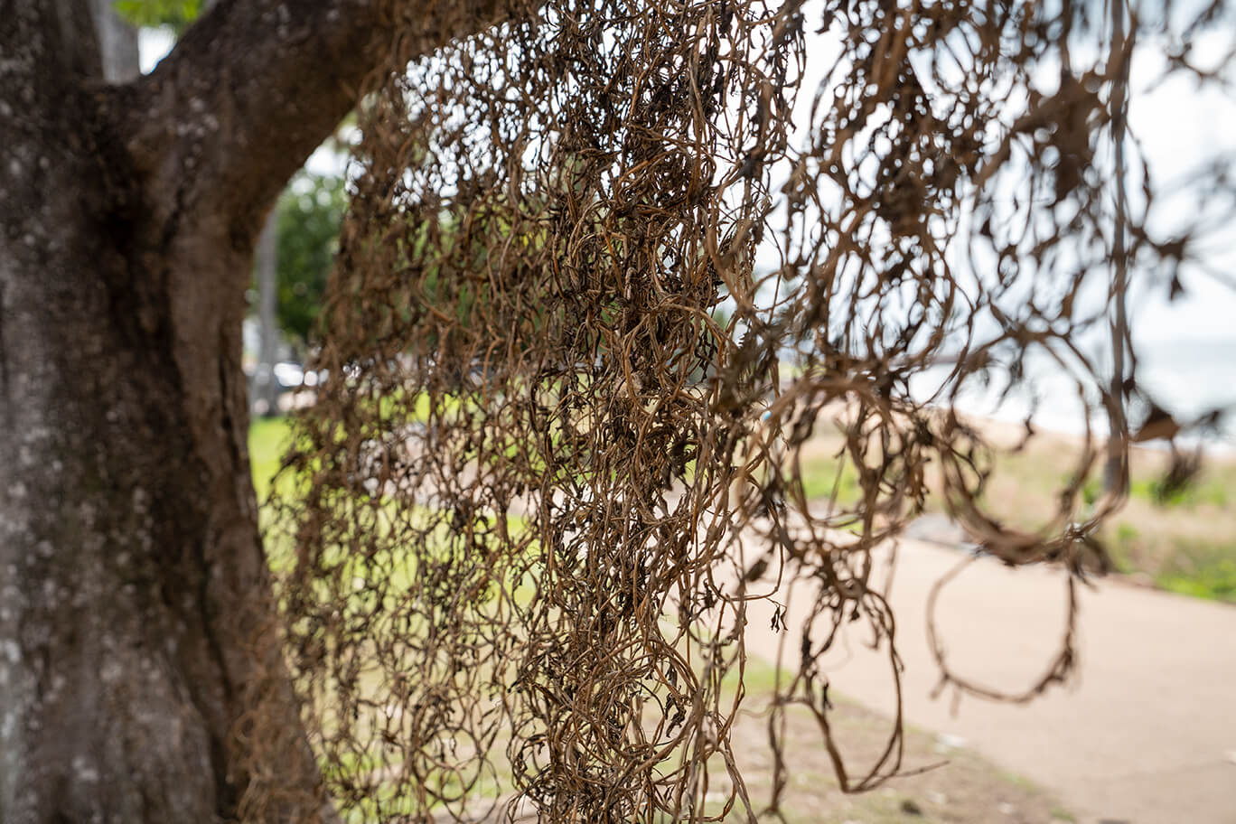Dried periwinkle plants hanging from a tree