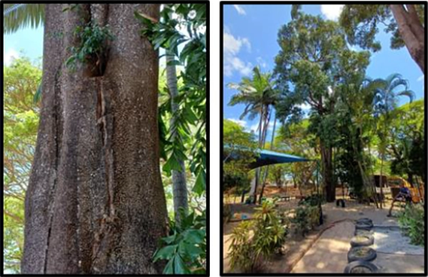 Photos of the damaged trees
