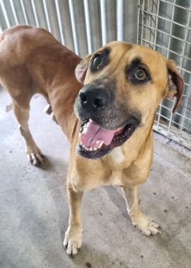https://www.townsville.qld.gov.au/__data/assets/image/0028/317278/A68404Dog.jpg