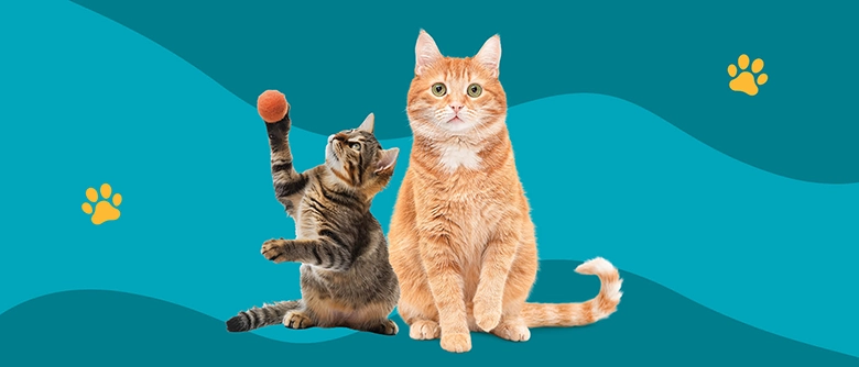 A cat and kitten ready for adoption