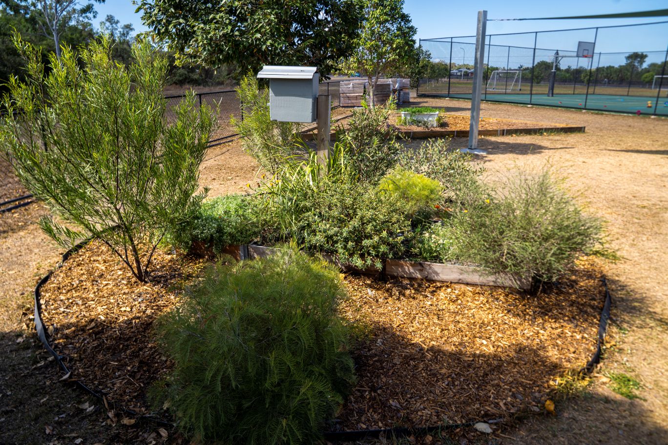 The plants will continue to grow now that they are established, providing a haven to native insects and wildlife
