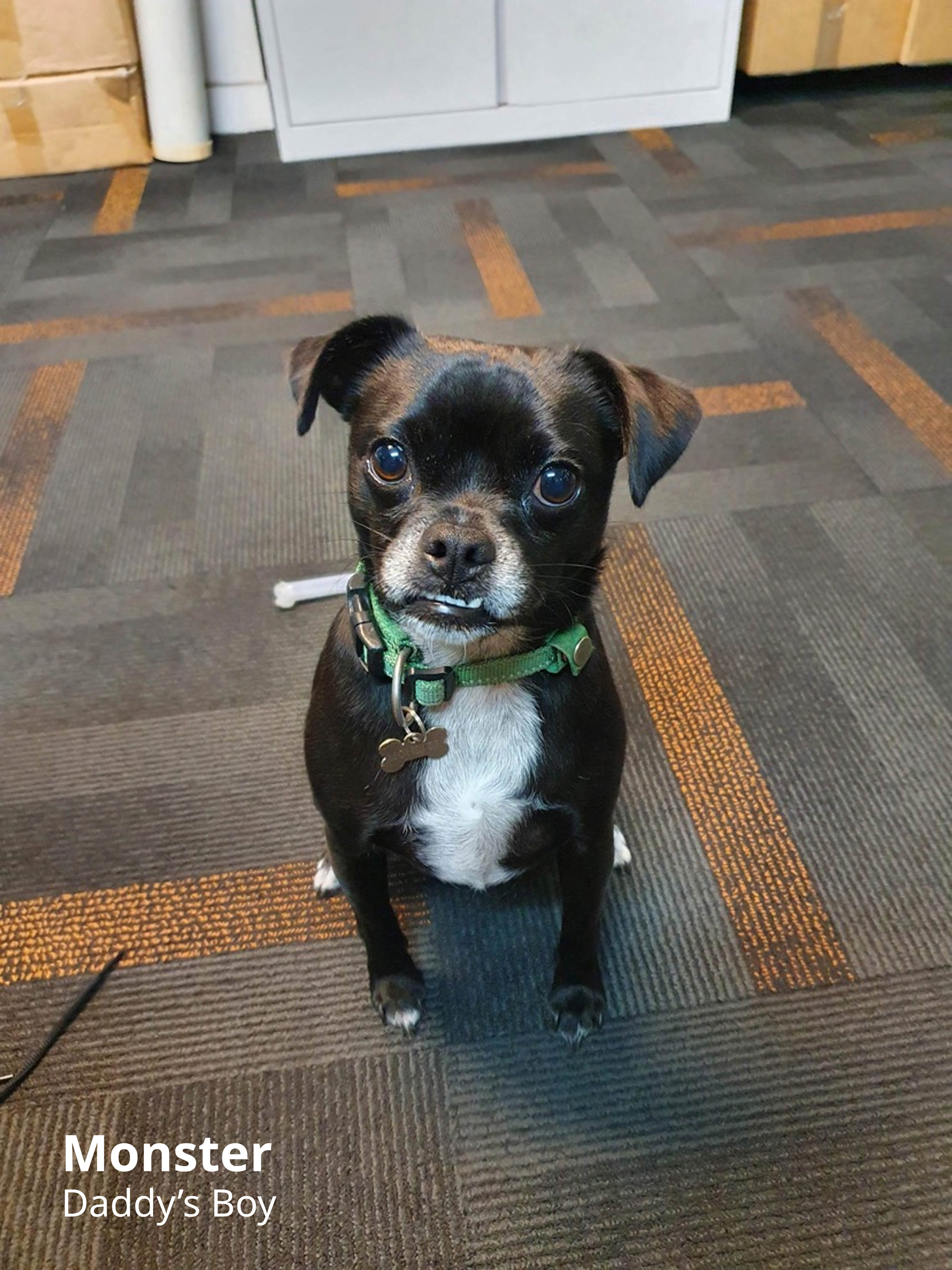 Council Statement - Dog 1