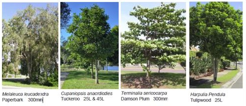 Trees being planted: Melaleuca leucadendra 'Paperbark' 200mm Cupaniopsis anacardioides 'Tuckeroo' 25L and 45L Terminalia sericocarpa 'Damson Plum' 300mm Harputia Pendula 'Tulipwood' 25L