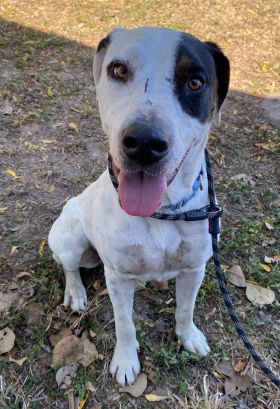 https://www.townsville.qld.gov.au/__data/assets/image/0029/285833/A64336-dog.jpeg