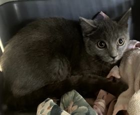 https://www.townsville.qld.gov.au/__data/assets/image/0029/287822/A66614-cat.jpeg