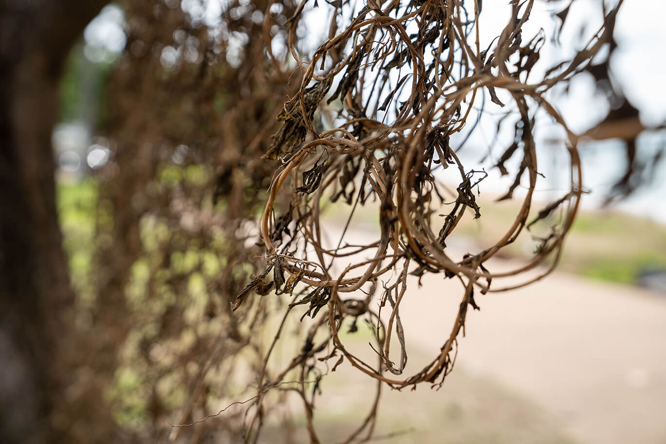 Dried periwinkle plants hanging from a tree
