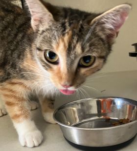 https://www.townsville.qld.gov.au/__data/assets/image/0029/290954/A67227-cat.jpeg
