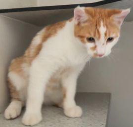 https://www.townsville.qld.gov.au/__data/assets/image/0029/322796/A66672-cat.jpg