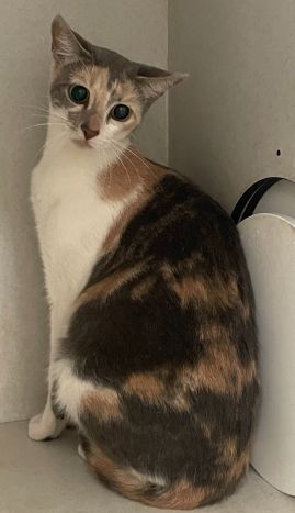 https://www.townsville.qld.gov.au/__data/assets/image/0029/335369/A69237Photo.jpeg