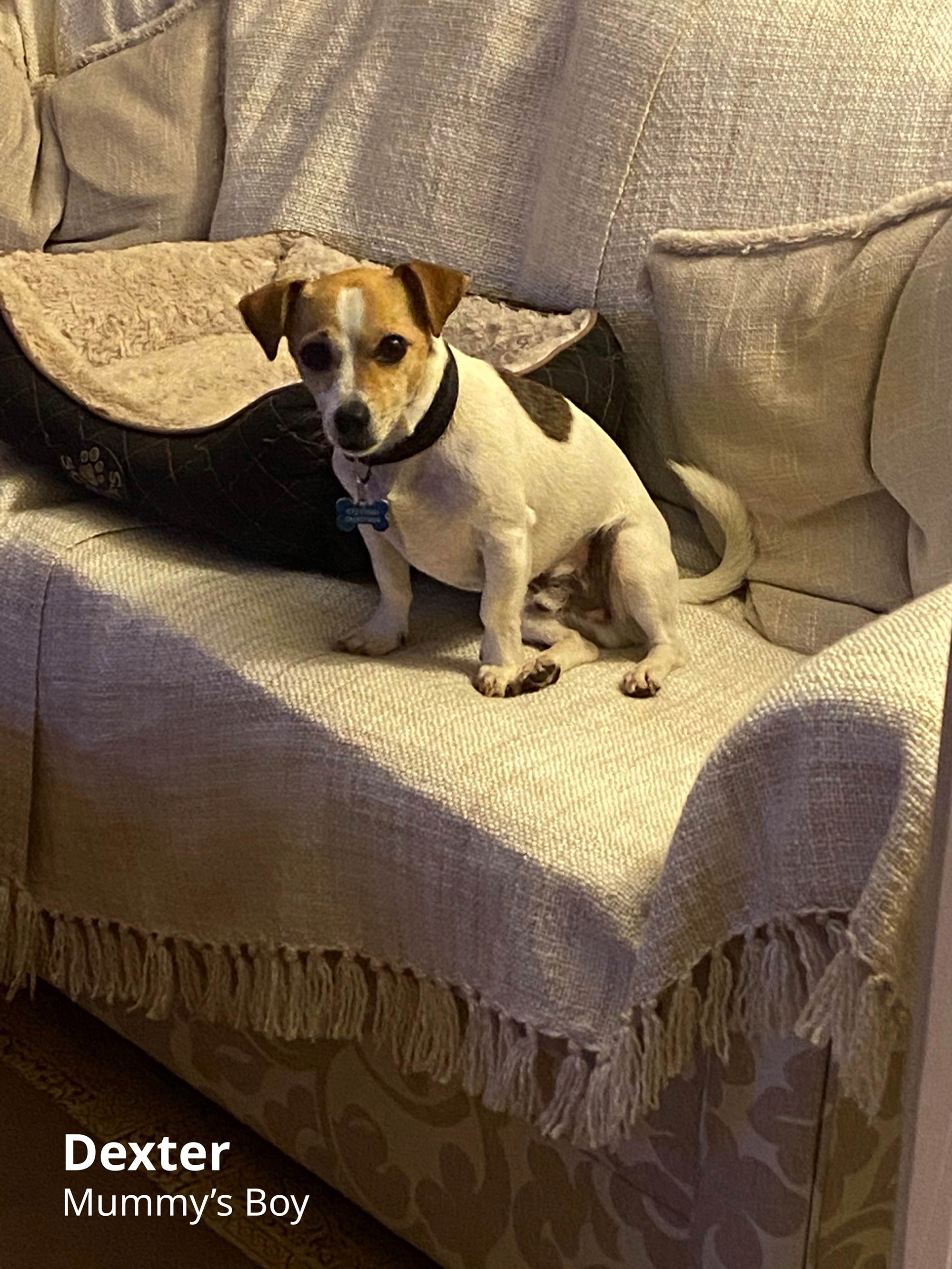 Council Statement - Dog2
