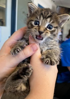 https://www.townsville.qld.gov.au/__data/assets/image/0030/287742/A66611-cat.jpeg
