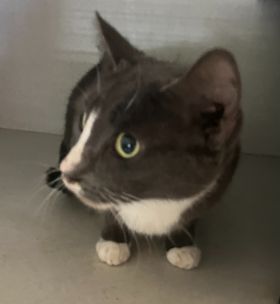 https://www.townsville.qld.gov.au/__data/assets/image/0030/287823/A66615-cat.jpeg