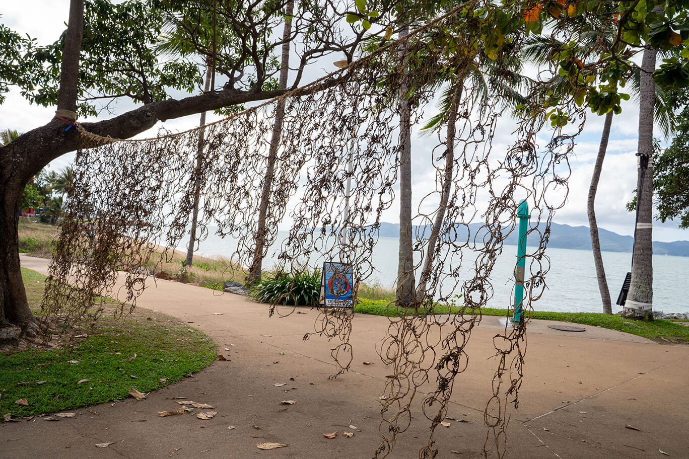 Dried periwinkle plants hanging from a tree