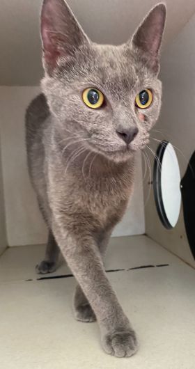 https://www.townsville.qld.gov.au/__data/assets/image/0030/290289/A66551-cat.jpeg