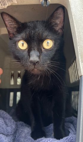 https://www.townsville.qld.gov.au/__data/assets/image/0030/290955/A67226-cat.jpeg