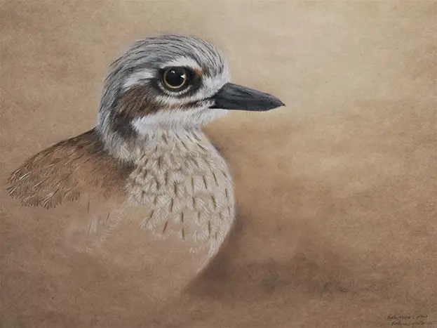 Catherine Kelly, Disgruntled Curlew, 2020